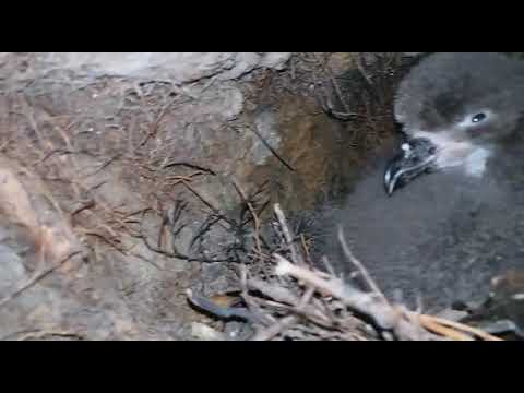 Ōi/grey-faced petrel chick on Ipipiri - Burrow nesting seabird survey 2018