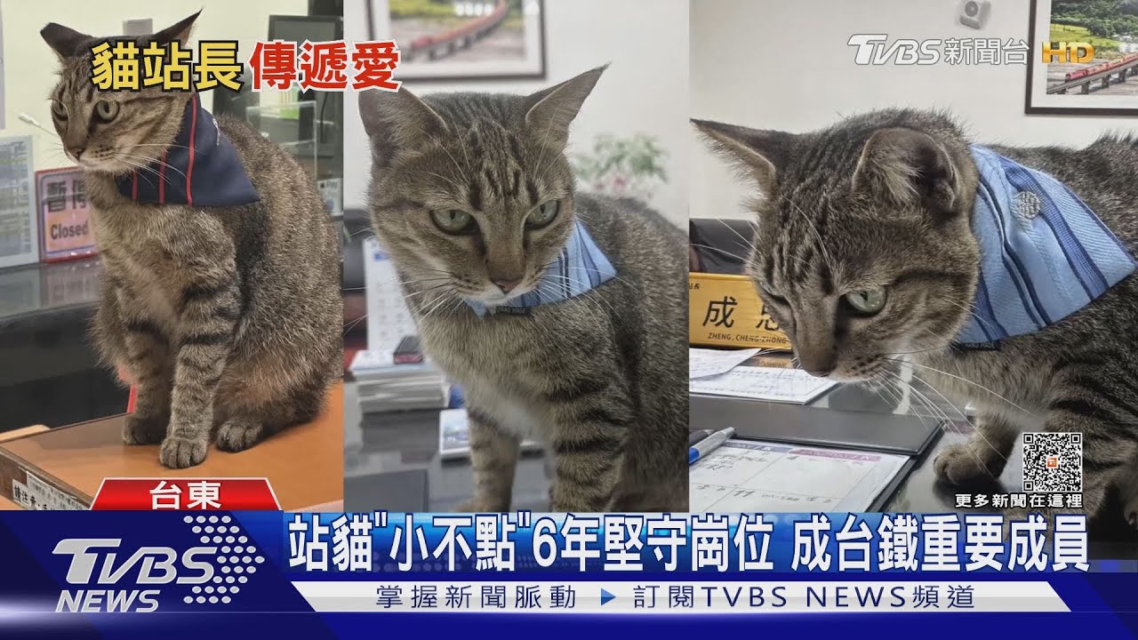 歲末年終暖心活動「牠」當主角!應景穿聖誕裝