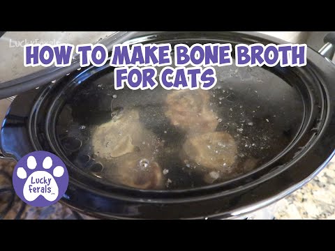 YouTube video about: How to make bone broth for cats?