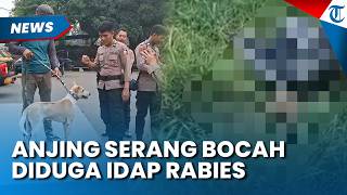 ANJING SERANG BOCAH hingga Tewas di Bogor Diduga Rabies, Ini Kata Polisi