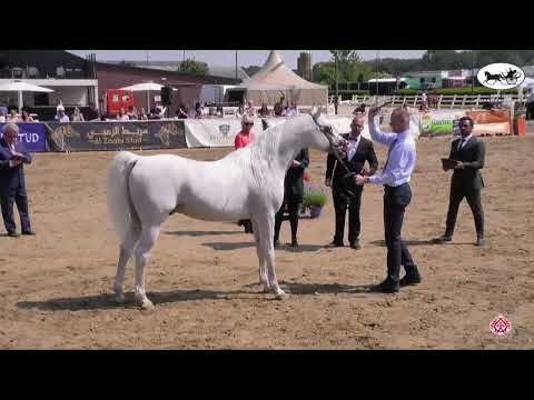 N 123 AR FAYYIM   AH Weekend 2022   International C Show   Stallions 7 Years and Older Class 32