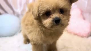 ハーフ犬の動画01