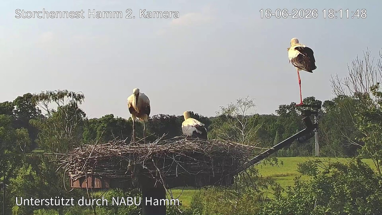 Live webcam view of White Stork Nest Cam