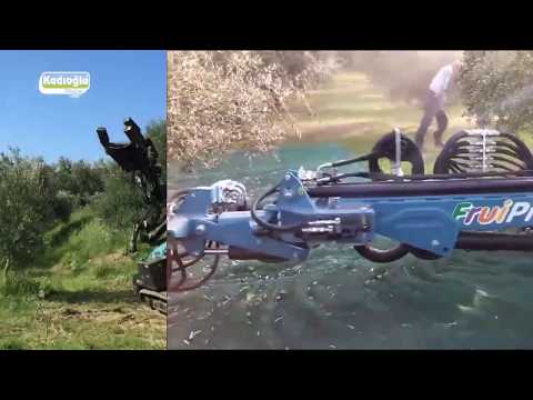 Dünya\'dan Zeytin Hasat Görüntüleri - Spedo Frupick