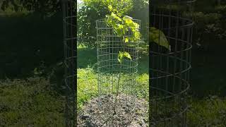 Dogwood Cherokee Princess!   #Shorts