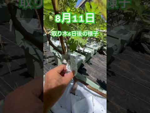 園芸 イチジクのリラ、リライチジク