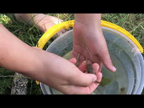 JÄTTERÄKA på GÖKALV!