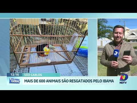 Ibama resgata mais de 600 animais em operação no Oeste de SC
