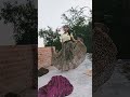 Choli Bhige Saree Bhige Love Account Song Sindhi Villagelife Bhojpuri Nandinidancer Bolly