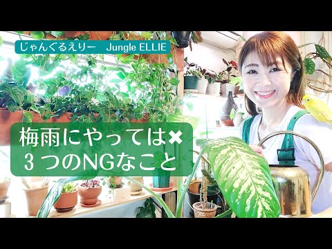 熱と干ばつに耐える植物や花、熱波、水やりのメンテナンスなしのサマーガーデン