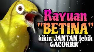 Download lagu Ciak Ciak Kecial Kuning BETINA Ampuh Bikin Si JANTAN Joss Lebih GACORR✅ mp3 Download lagu Ciak Ciak Kecial Kuning BETINA Ampuh Bikin Si JANTAN Joss Lebih GACORR✅ mp3