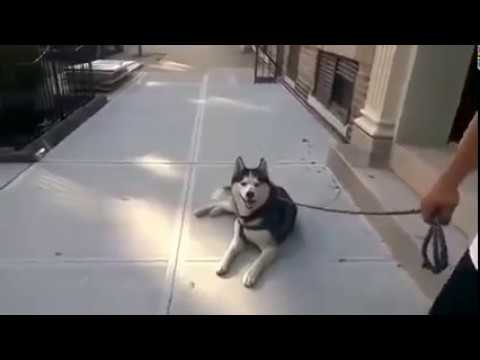 Когда собакен не хочет домой