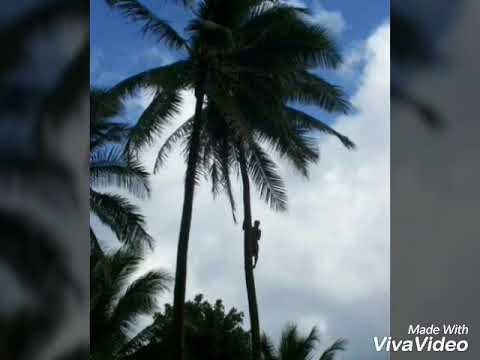 ভিয়েতনাম নারিকেলের চারা রোপন পদ্ধতি