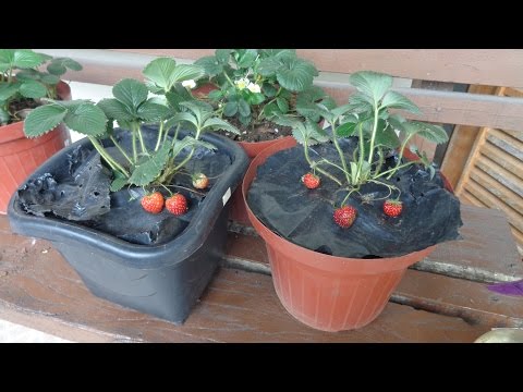 , title : '7 dicas imperdíveis para cultivar morangos em vasos'