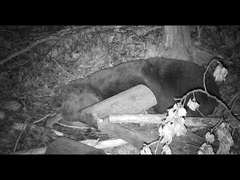 Я сплю. Иди поиграй с котом!  🐻💤 I'm sleeping. Go play with the cat! 🐻💤