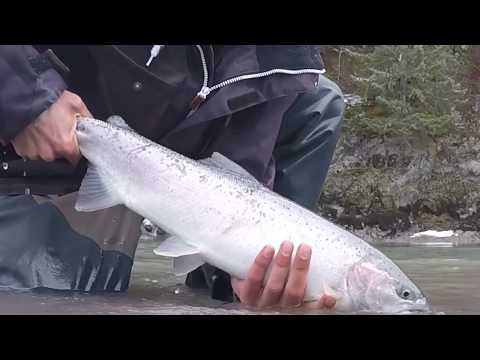 Spring Steelhead on the fly (Terrace BC)