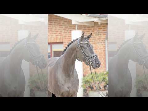 Sandokan *2016 Gelding by Octavian