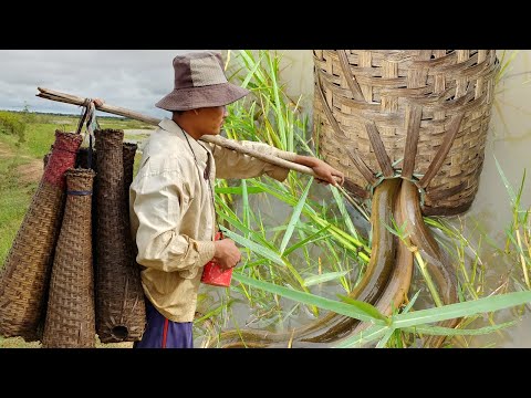Trap to Catches Eels, How to Catch Eel in Cambodia