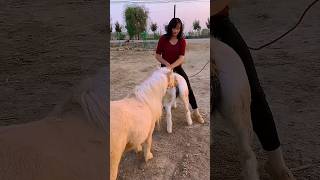 Download lagu 🐎✨ Rare Horse Breeding – A Beautiful Natural Moment #HorseBreeding #RareHorse #HorseLovers mp3