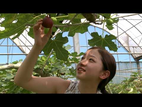 Fig  Beyond Sweet  Taiwan Leisure Farms Development Association  Full HD 5 Minutes