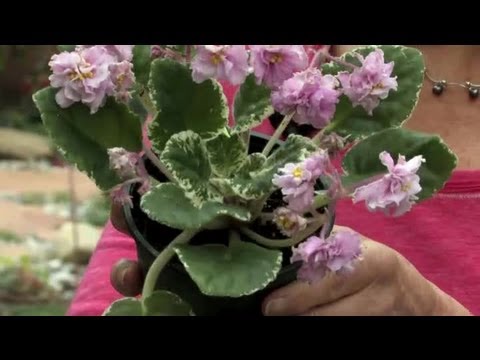 Come potare i fiori appassiti di una violetta africana: giardinaggio e fiori