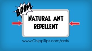 Natural Ant Repellent Recipe | Best Deterrent for Getting Rid of Ants Naturally