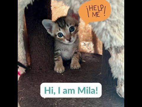Will you please help us save neonatal kittens?
