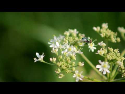 Fly on Flowers