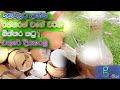 බිත්තර කටු දිය කරන මැජික් එක නිරෝගී වග