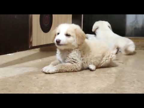 my little dog🥰🥰