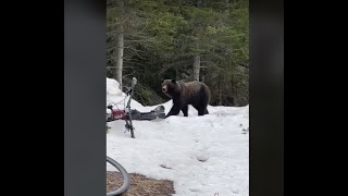 VIDEO: A grizzly bear ambles past cyclists in Glacier National Park