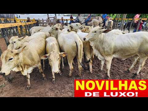 FEIRA DO GADO NO BOLA EM PANELAS-PE  06-09-2026 #nordeste