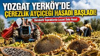 Yozgat Yerköy’de Çerezlik Ayçiçeği Hasadı Başladı!