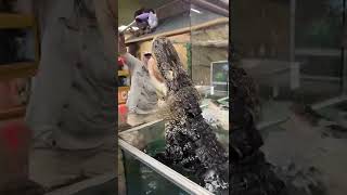 Wild Gator Feeding! 😱 by Prehistoric Pets TV