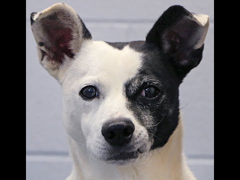 Michael, an adopted Jack Russell Terrier Mix in Charles Town, WV_image-1
