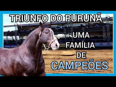 TRIUNFO DO PURUNÃ #geneticacrioula #cavalocrioulo #abccc #triunfodopuruna #horse