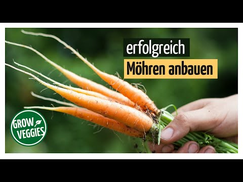 Möhren / Karotten erfolgreich anbauen | Gemüseanbau im Garten