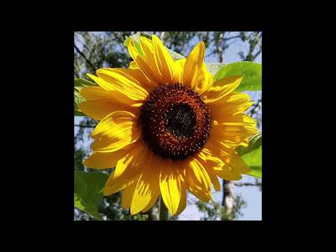 Jim O' Rourke - Halfway to a threeway