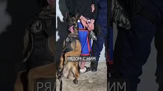 Хороший Мальчик: Овчарка Позирует на Фоне Задержанного