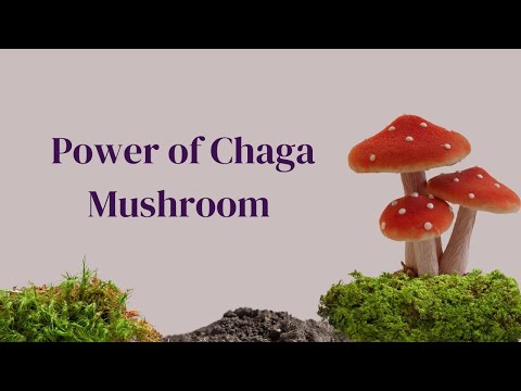 Chaga Mushroom: Unlock the Powerful Benefits of Nature's Superfood!