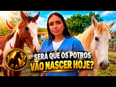 DIA DE CONFERIR A GESTAÇÃO DAS ÉGUAS… E AÍ, SERÁ QUE DEU CERTO?
