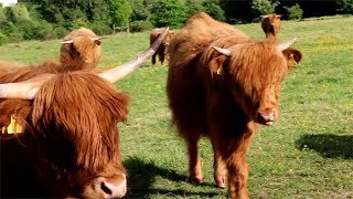 Friendly highland cattle!