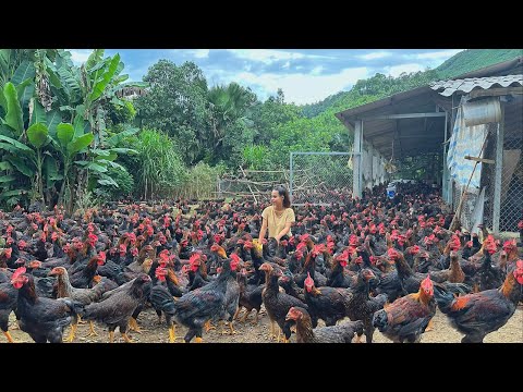 How to cure 3000 adult chickens. chicken with asthma/chicken Farm