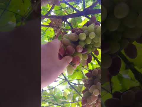 , title : 'عنب(ديس العنز) #Grape#vineyards  shorts#دعم_اليوتيوب 🍇🌱#grape_cultivation'