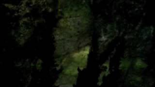 Sean McCann - Coppicing (excerpt)