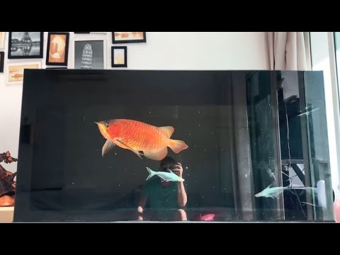 Top 3 best supper most expensive arowana red worth buying