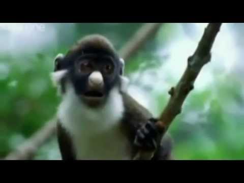 What's Your Plan - Funny Animals - Punjabi Dubbed