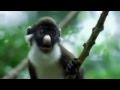 What S Your Plan Funny Animals Punjabi Dubbed