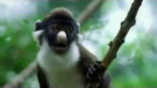Whats Your Plan - Funny Animals - Punjabi Dubbed