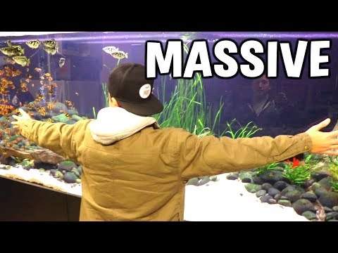 MASSIVE 800 Gal. Planted Aquarium With MONSTER FISH!